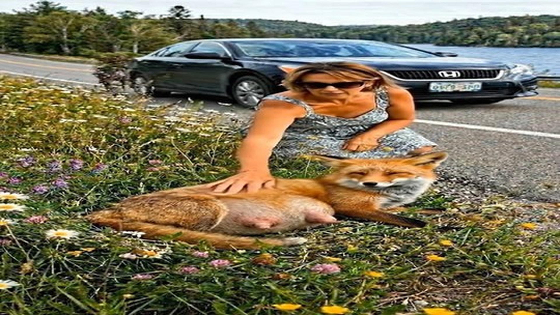 Full Video : N0906004_A pregnant red fox was left by roadside rescue will touch your heart | Comedy Film Station