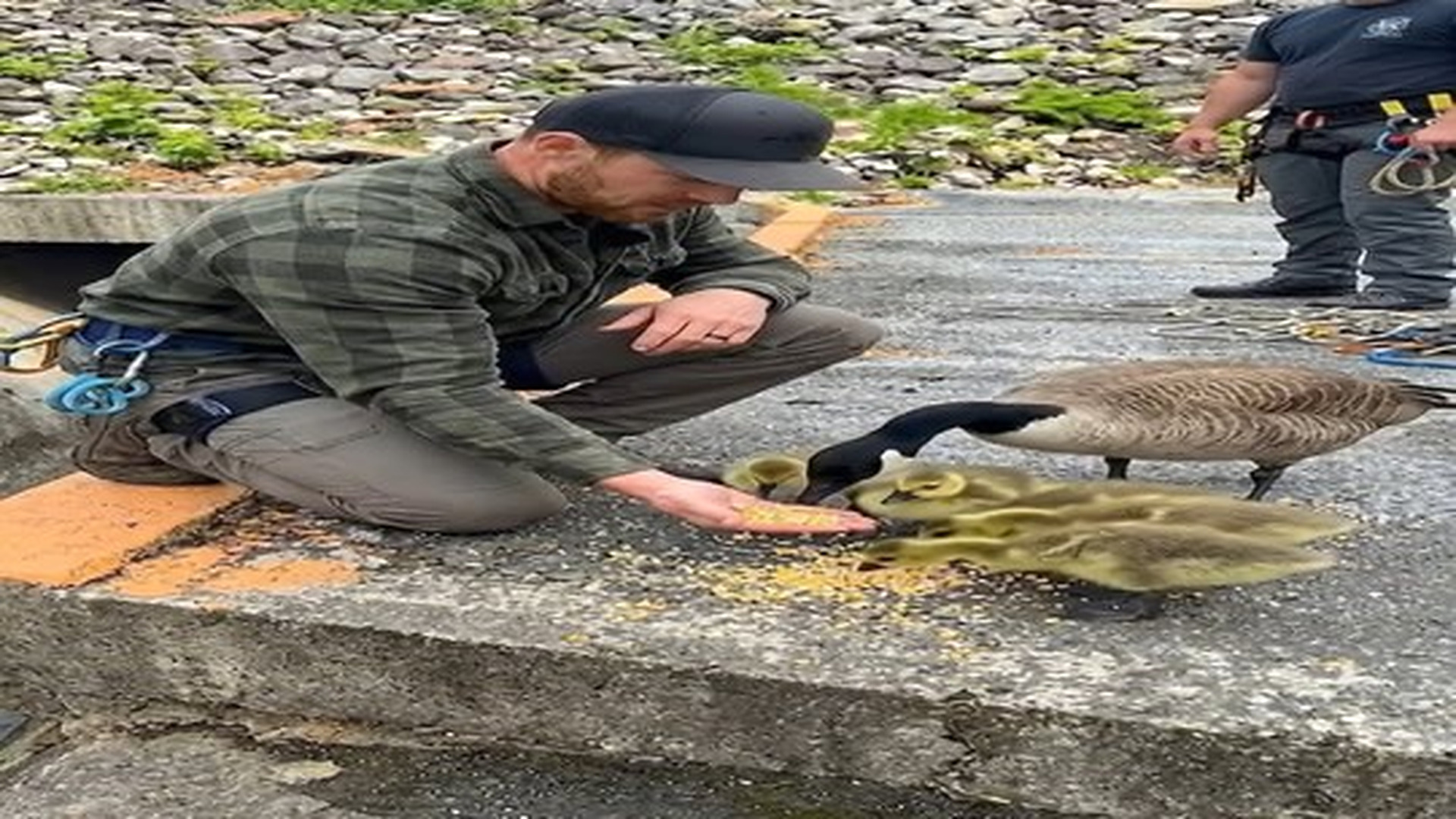 Full Video : N0906003_Goslings wait anxiously as their mother is trapped in a deep canal | Comedy Film Station