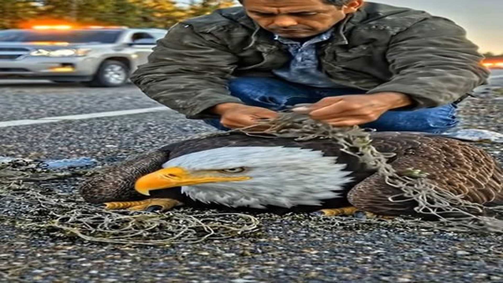 Full Video : N0906002_A bald eagle was entangled in netting plastic bags, a man rescued it just in time | Comedy Film Station