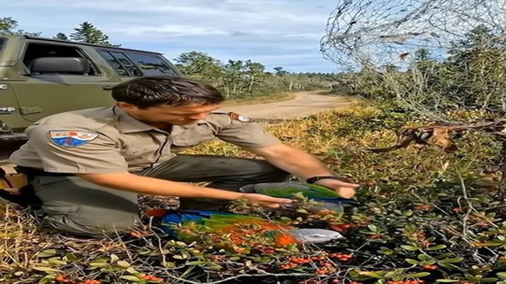 Full Video : N0906012_Rescuing a mother parrot trapped in a snare, returning mother chick back to wild | Comedy Film Station