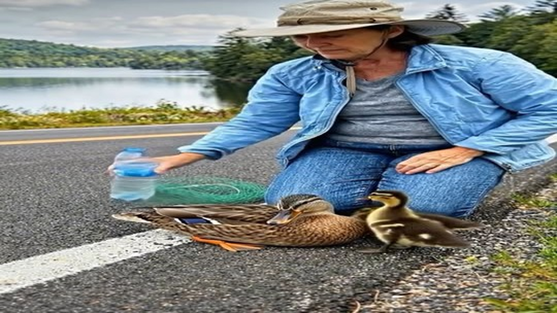 Full Video : N0906010_kind woman stopped her car rescued mother duck her ducklings | Comedy Film Station