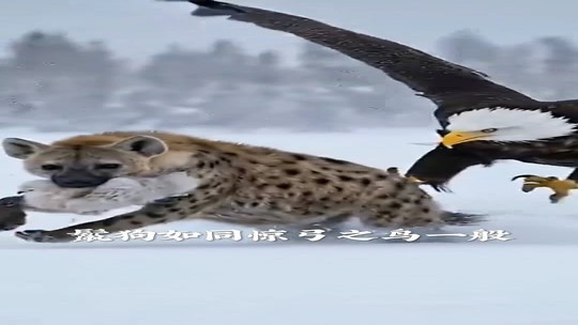 Full Video : N1206015_The hyena thought it had stolen a delicious meal, unaware it had crossed the one mother it shouldn't have | Tiệm Tạp Hóa Cảm Xúc