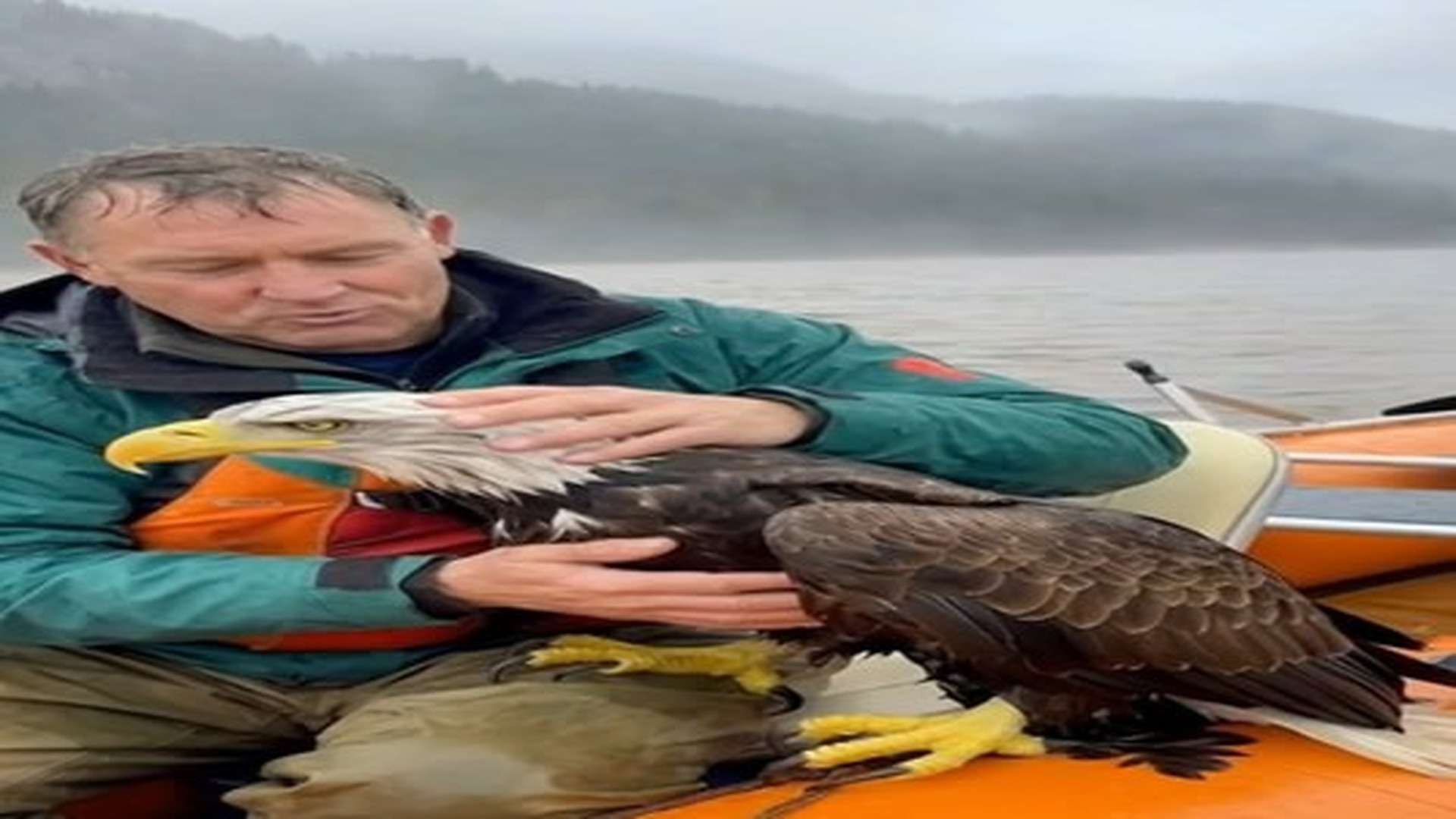 Full Video : N1106012_A bald eagle was swept into floodwaters in Alaska, exhausted st.mp4 | Tiệm Tạp Hóa Cảm Xúc