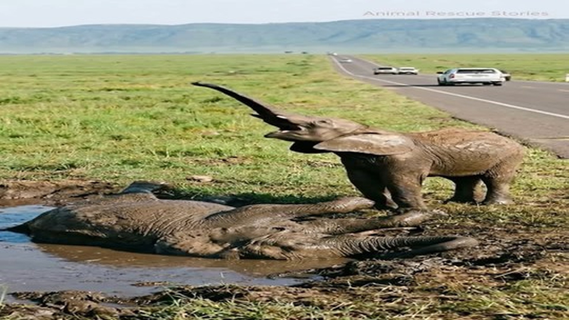 Full Video : N1106015_calf kneels in road, pleading help as its mother is trapped in a mud pit.mp4 | Tiệm Tạp Hóa Cảm Xúc