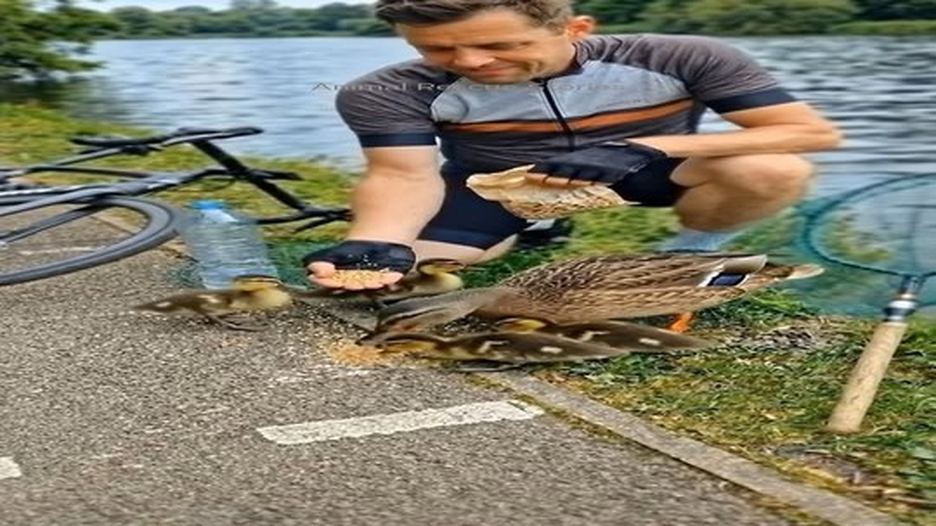 Full Video : N1106008_I was riding my bicycle on a road near lake when I discovered a mother duck tangled in a net.mp4 | Tiệm Tạp Hóa Cảm Xúc