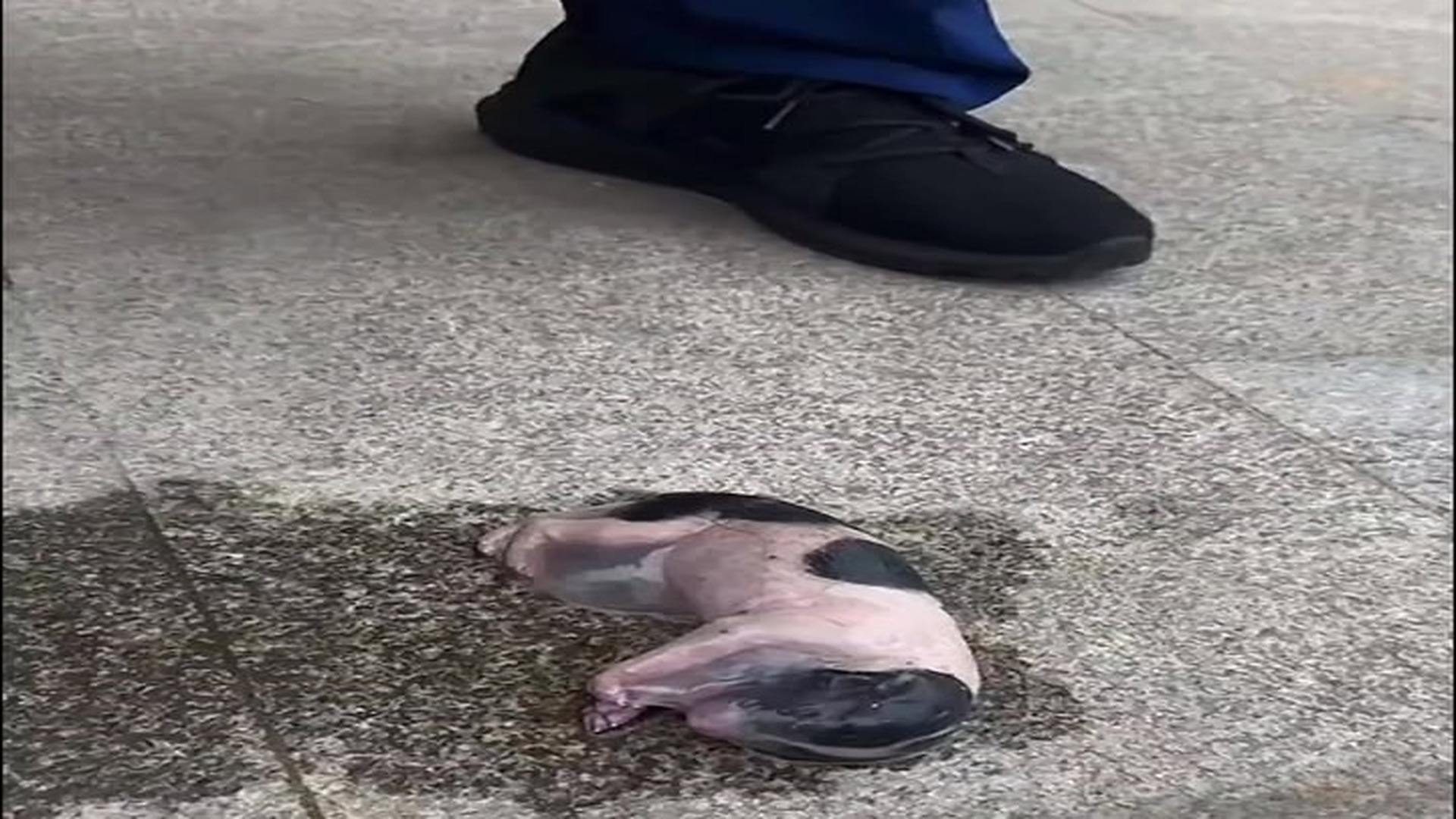 Full Video : N1406022_Rescuing a newborn puppy still trapped in its amniotic sac..mp4 | Tiệm Tạp Hóa Cảm Xúc