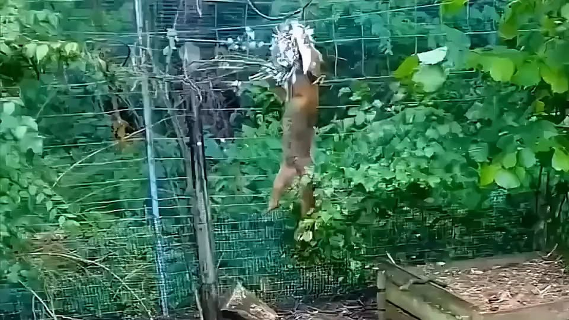 Full Video : N1406023_Humans rescued a fox twice, sparking an indissoluble bond between them..mp4 | Tiệm Tạp Hóa Cảm Xúc