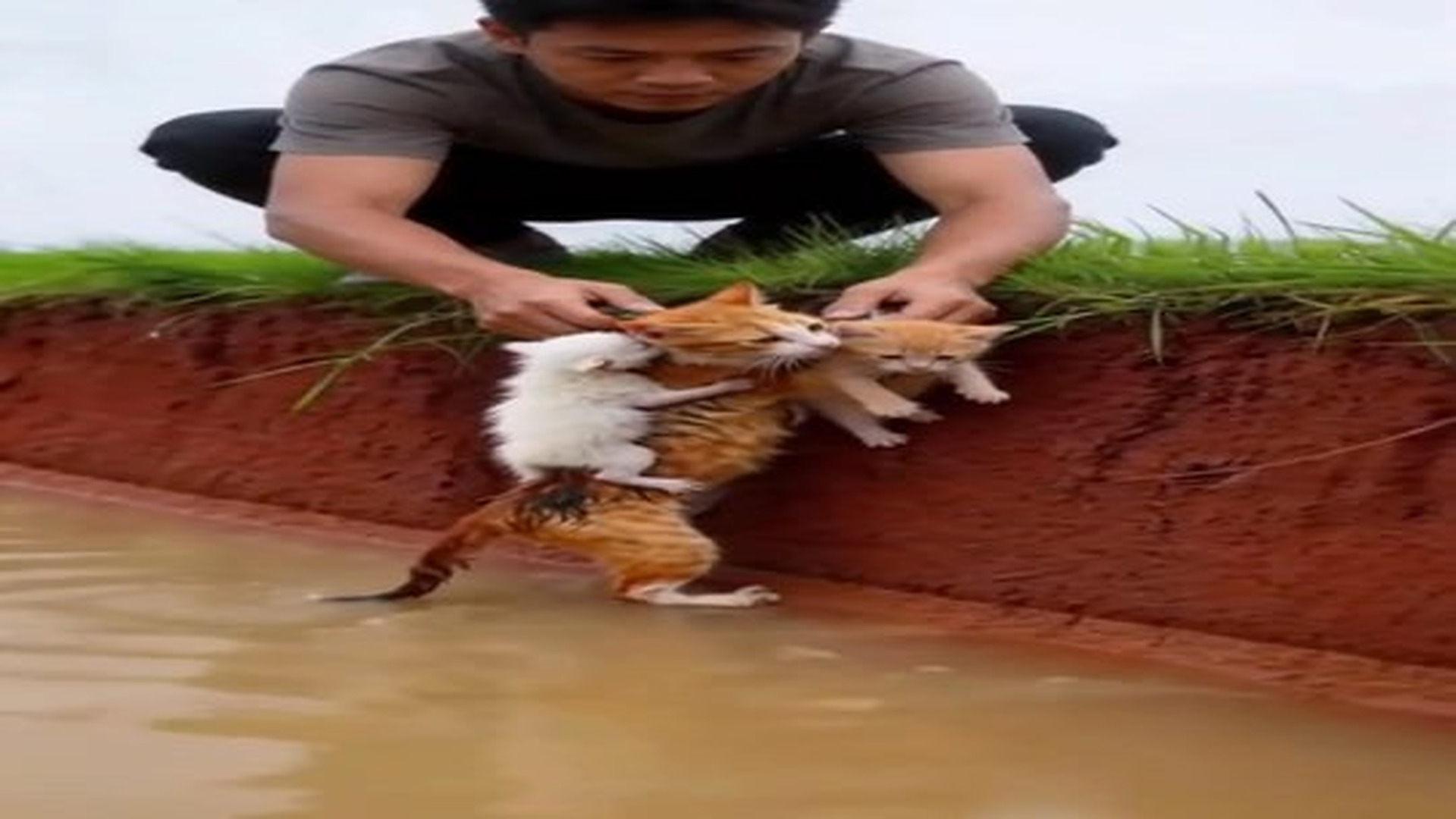 Full Video : N1406013_A cat and her kitten are thrown into a rushing river; a dog uses a rope to save them—the ending brings tears to your eyes..mp4 | Tiệm Tạp Hóa Cảm Xúc