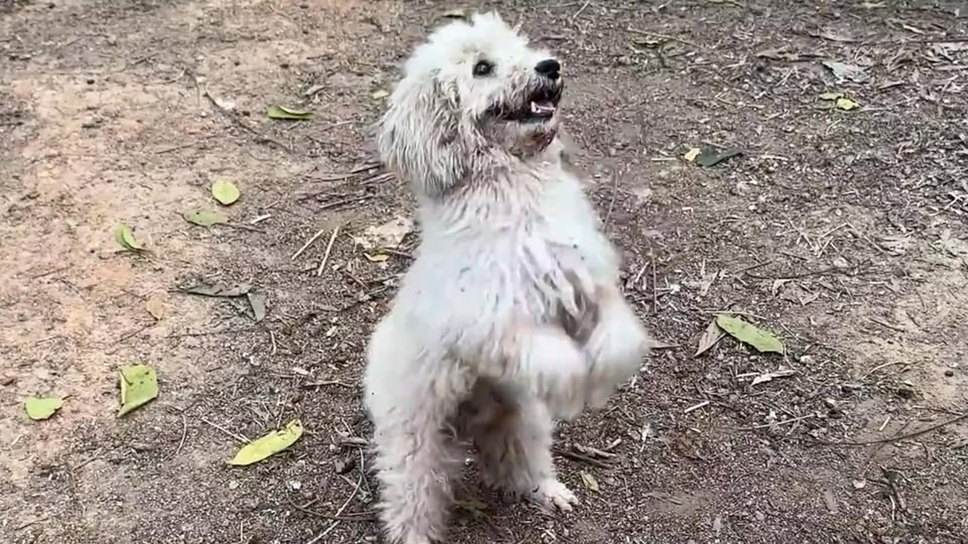 Full Video : N1406021_A dog bows to passersby on the roadside, stopping them to save its puppies..mp4 | Tiệm Tạp Hóa Cảm Xúc