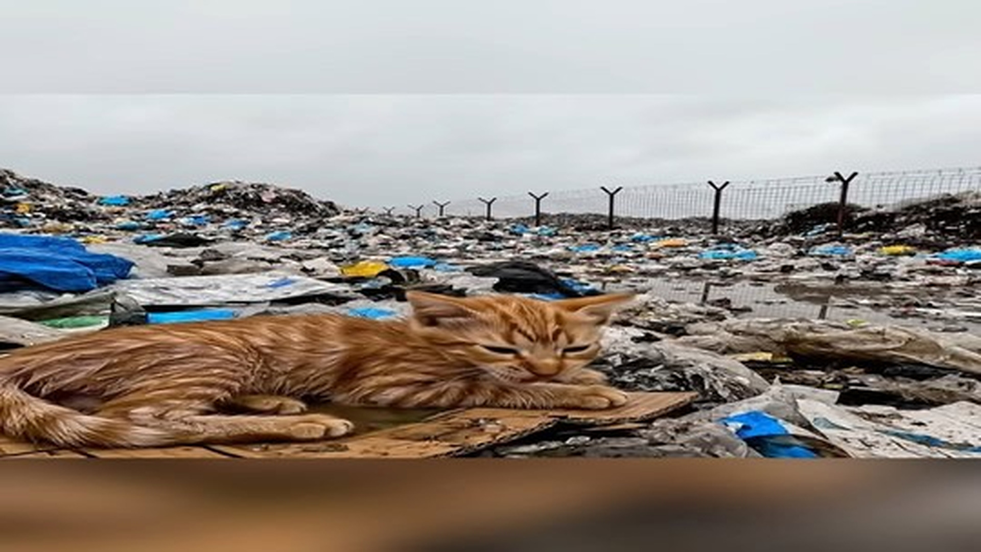 Full Video : N1206025_He Found An Abandoned Kitten At Dump... #Kittenrescue #Heartwarmi.mp4 | Tiệm Tạp Hóa Cảm Xúc