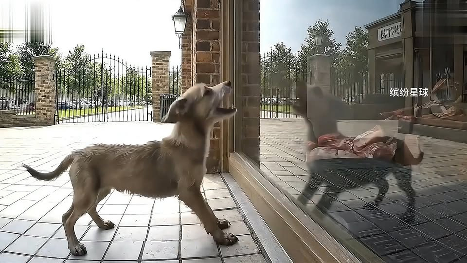 Full Video : N1706033_The mother dog's mouth was sealed with tape by someone, and the puppy risked its life to block cars for help—will she survive.mp4 | Comedy Film Station