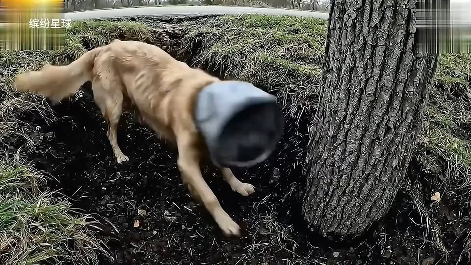 Full Video : N1706053_The mother dog's head was trapped in a bucket by someone.mp4 | Comedy Film Station