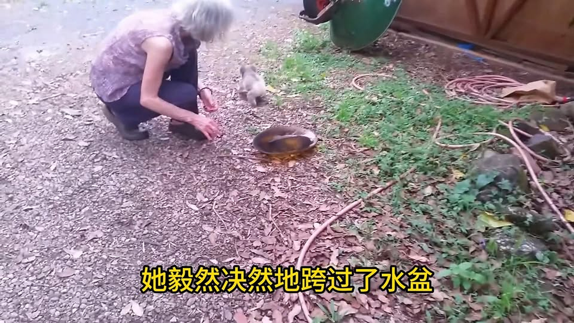 Full Video : N1706050_A baby koala sits on the ground crying out loud, taking the initiative to ask humans to save its mother—the result is unexpected..mp4 | Comedy Film Station