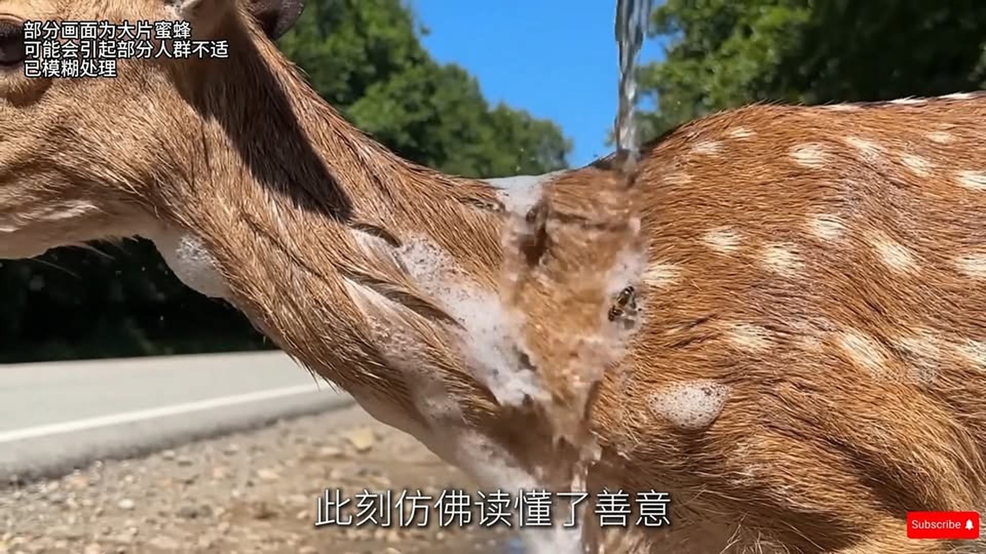 Full Video : N1706047_To save a fawn, a kitten used its own body to stop a moving car—was its friend rescued.mp4 | Comedy Film Station