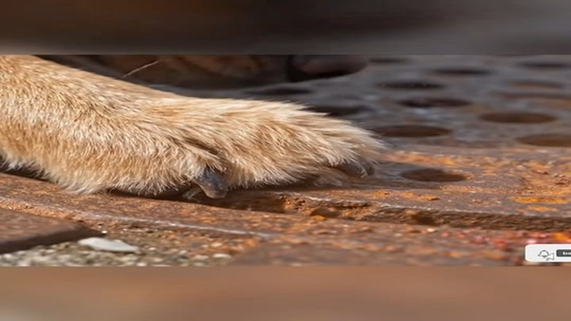 Full Video : N1706045_Hero Dog Saves A Kitten Trapped In A Narrow Pipe No Way Out! #Her.mp4 | Tiệm Tạp Hóa Cảm Xúc