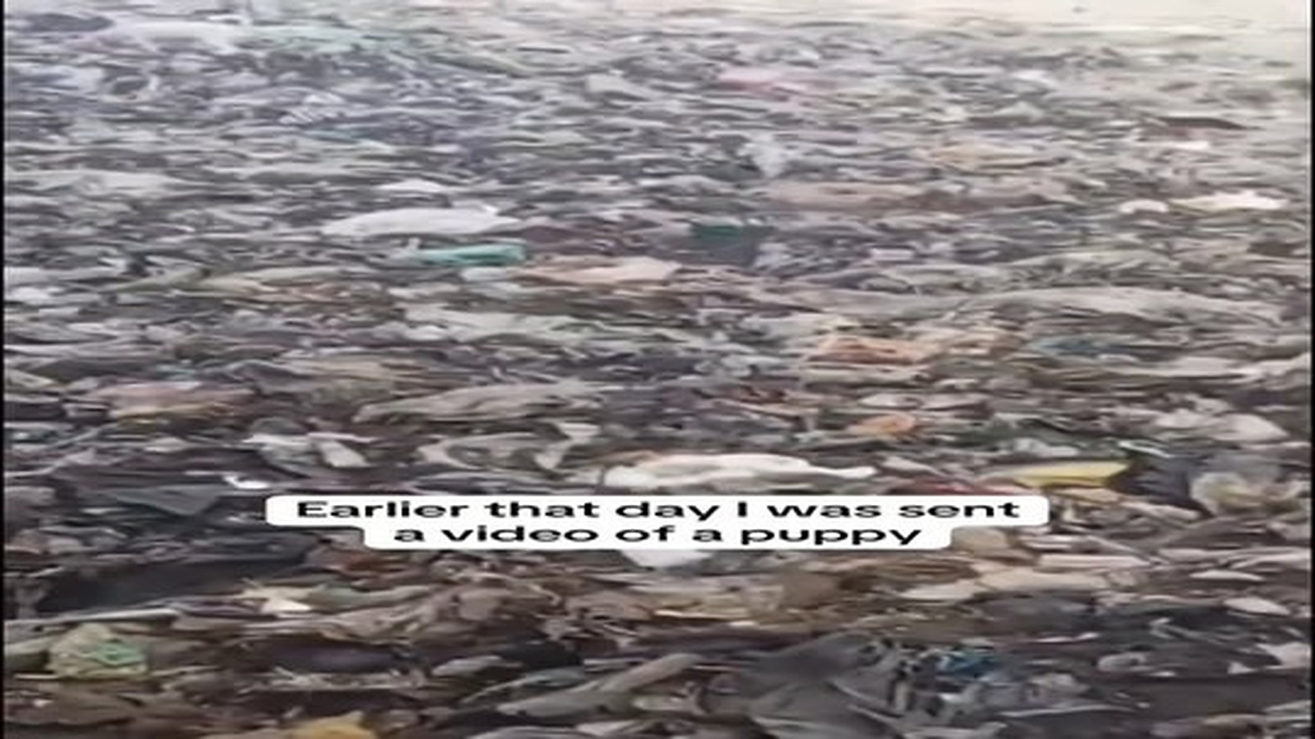 Full Video : N2006044_Rescue puppies from abondend place.mp4 | Comedy Film Station
