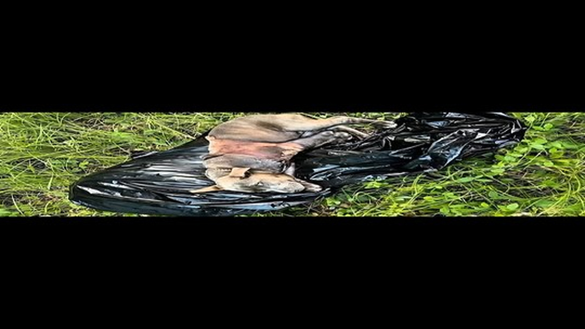 Full Video : N2006039_they said he can't survive,let him stay there but she believes that miracle happens..mp4 | Comedy Film Station