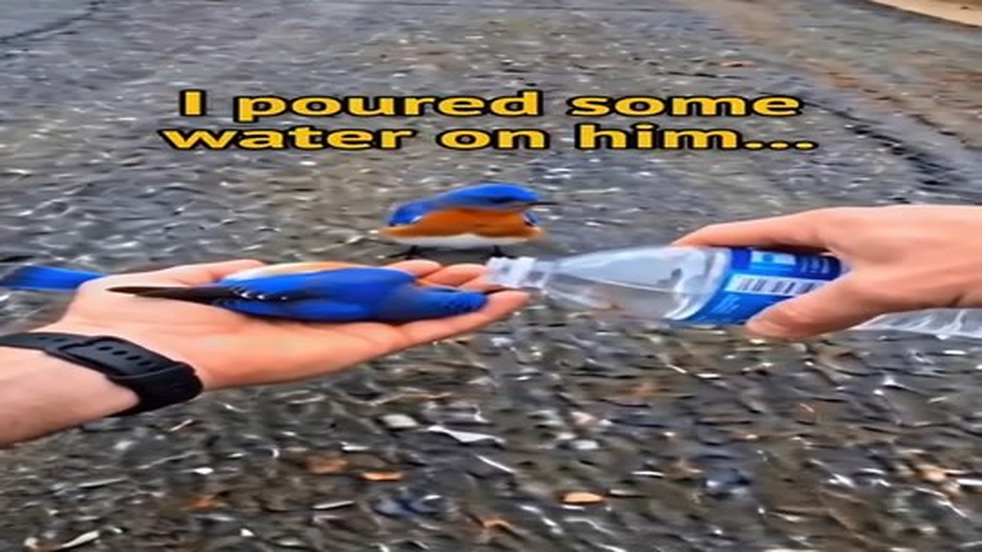 Full Video : N2006049_Rescue story of two loving souls will melt your heart..mp4 | Comedy Film Station