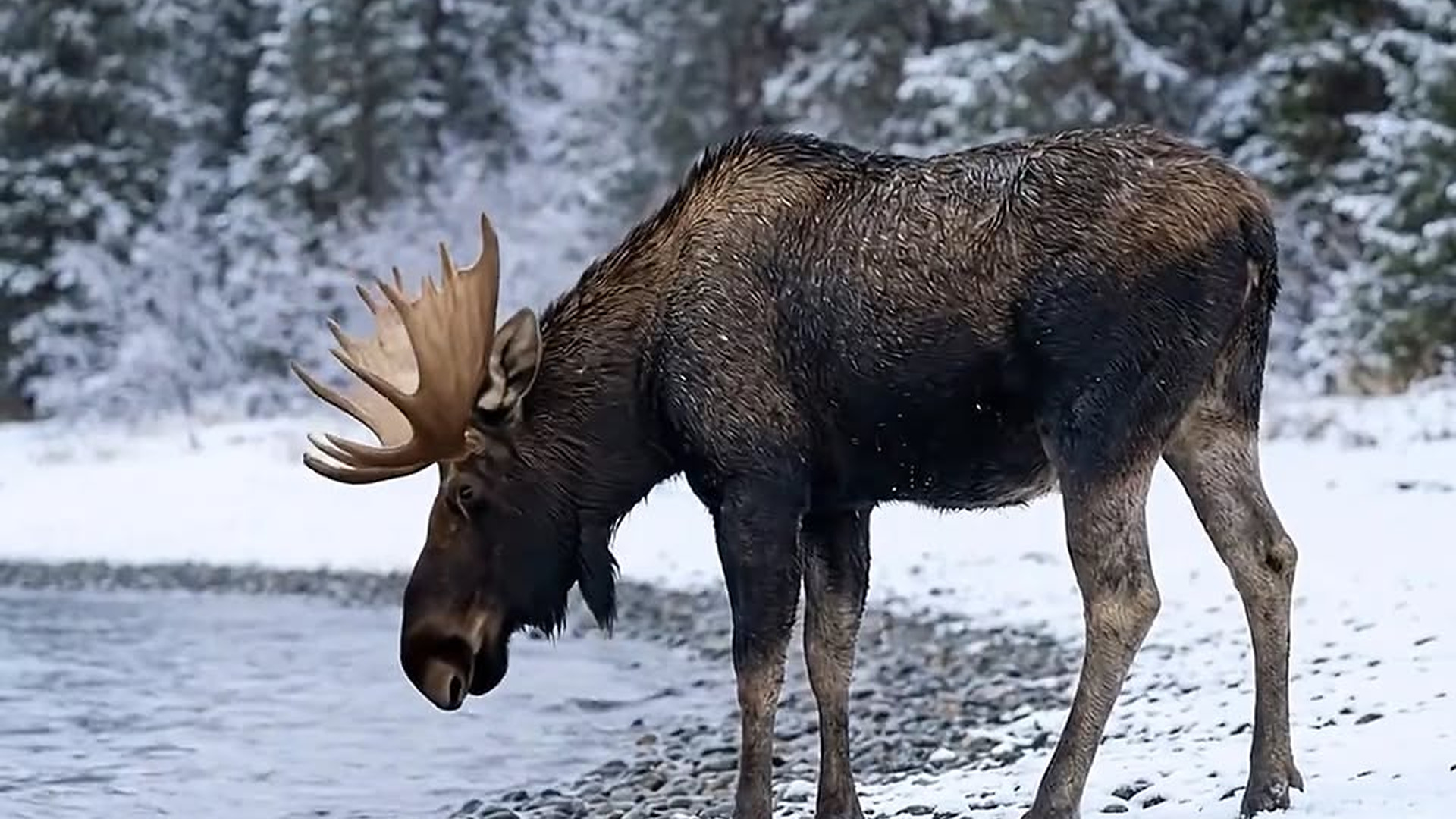 Full Video : N1906038_Moose falls into the icy sea, attracting an orca attack..mp4 | Comedy Film Station