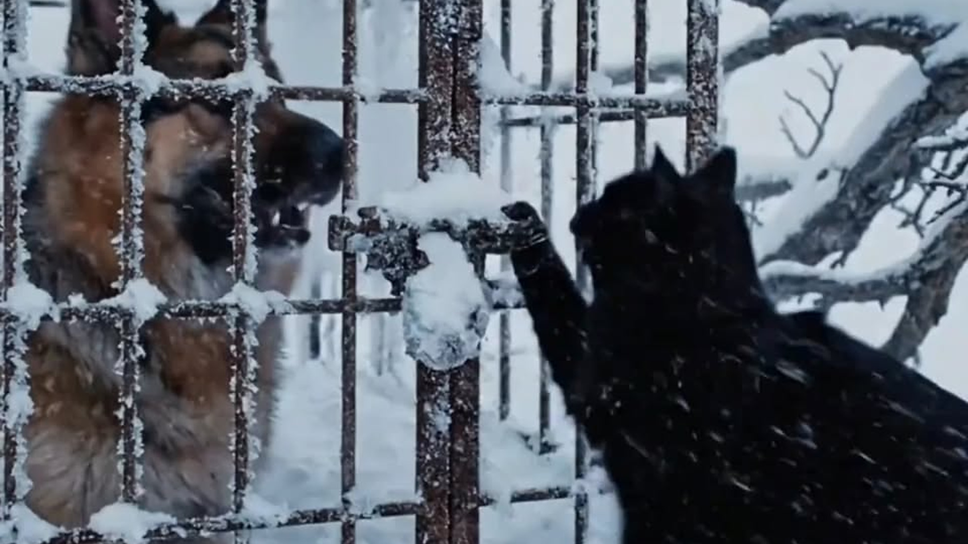 Full Video : N1906040_An abandoned dog in the snow—so heartbreaking..mp4 | Comedy Film Station