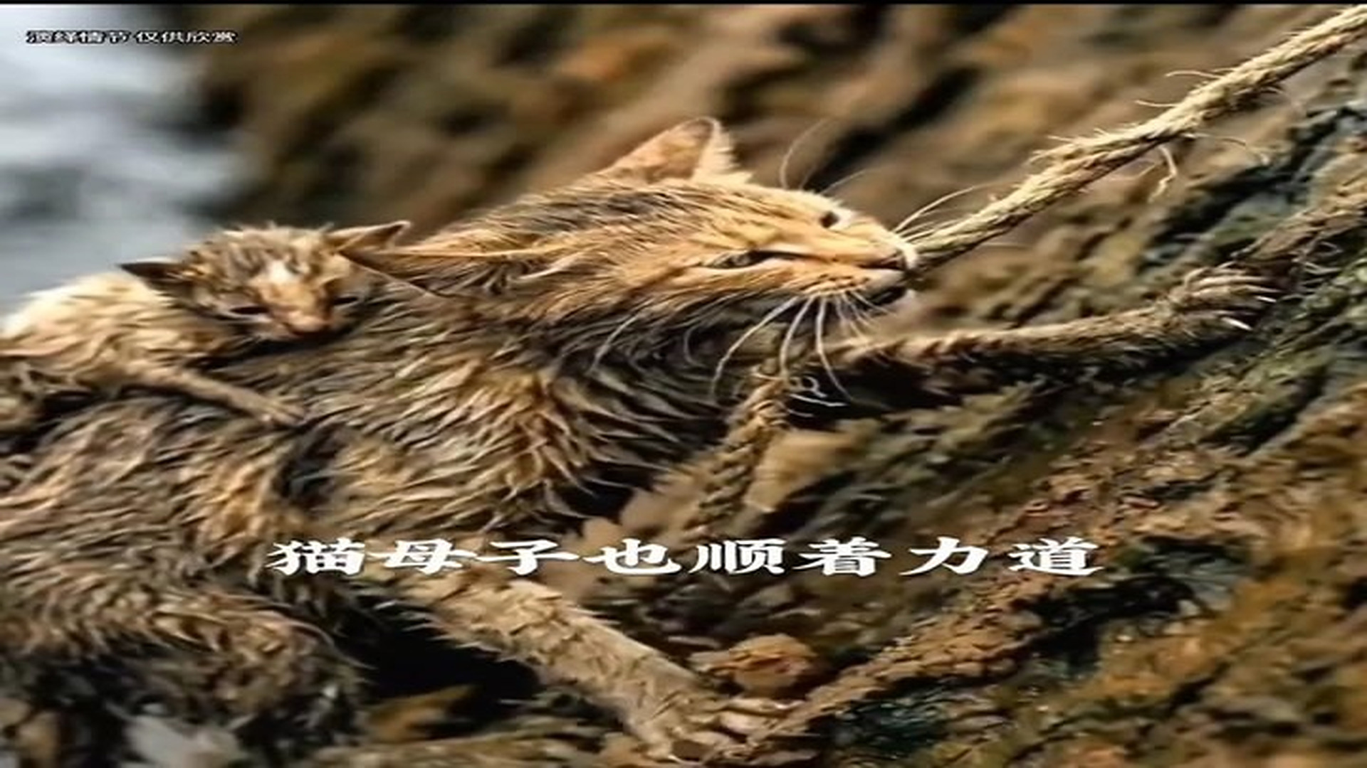 Full Video : N1906032_Kitten facing death and dog blocks road—a cross-species life-and-death rescue..mp4 | Comedy Film Station
