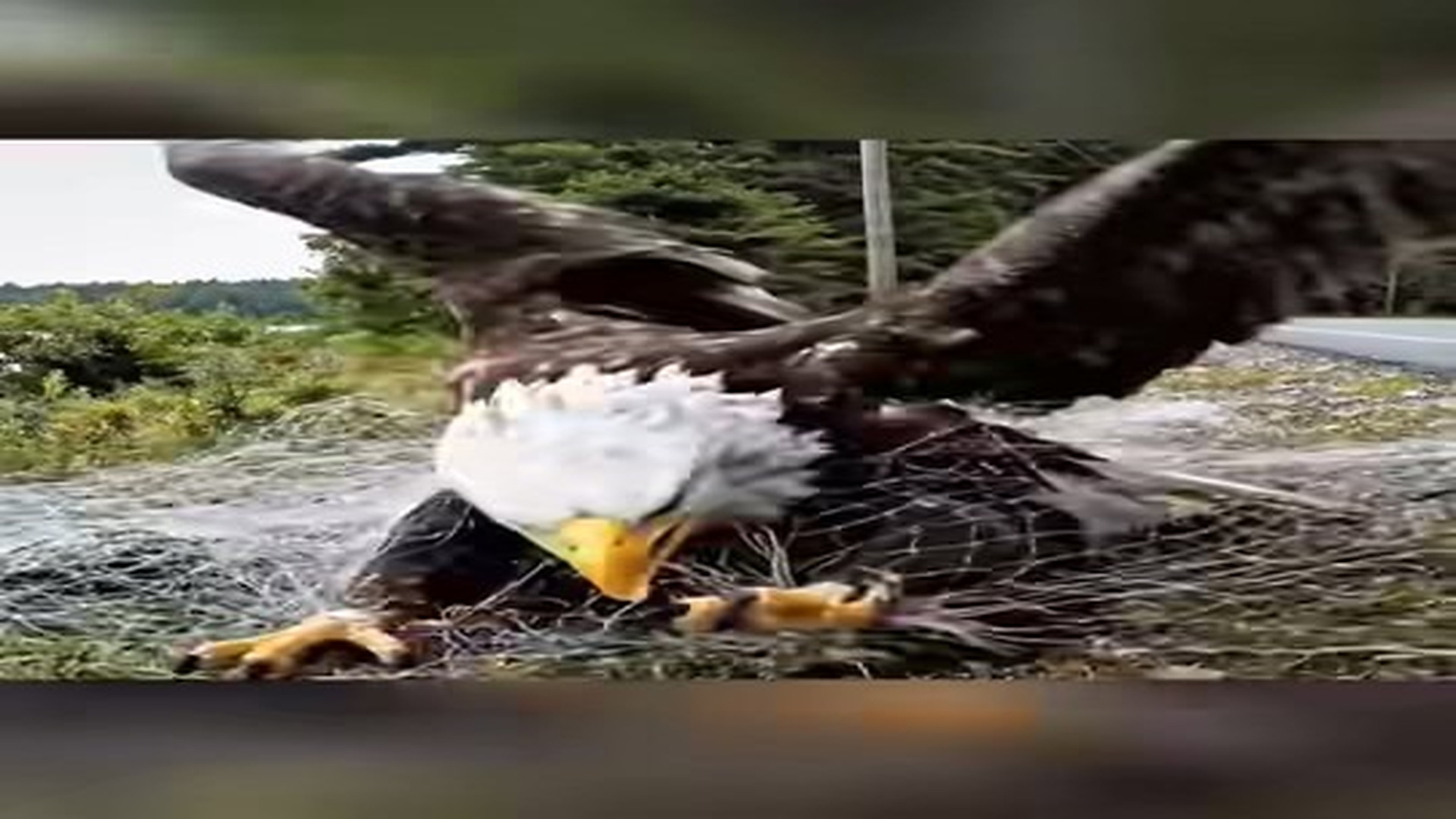 Full Video : N1706051_Crying In Pain Heartbreaking Rescue Of An Eagle Trapped Alone! #Ea.mp4 | Tiệm Tạp Hóa Cảm Xúc