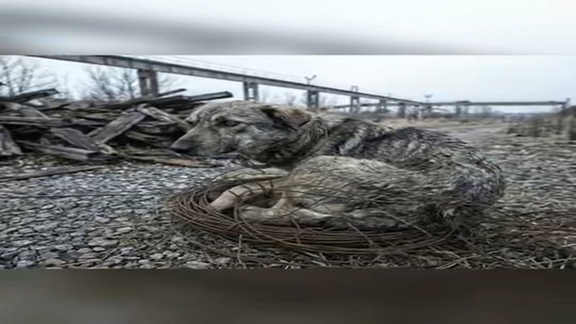 Full Video : N1706049_Trapped In Wire Mesh Brave Mother Dog Still Protects Her Puppies!.mp4 | Tiệm Tạp Hóa Cảm Xúc