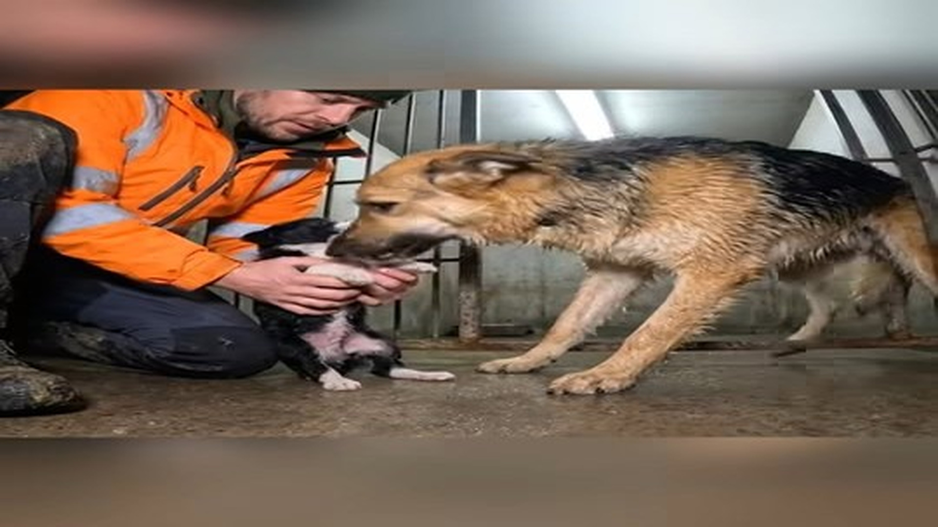 Full Video : N1706047_Thrown Off Bridge How A Brave Mother Dog Fought Back! #Motherlo.mp4 | Tiệm Tạp Hóa Cảm Xúc