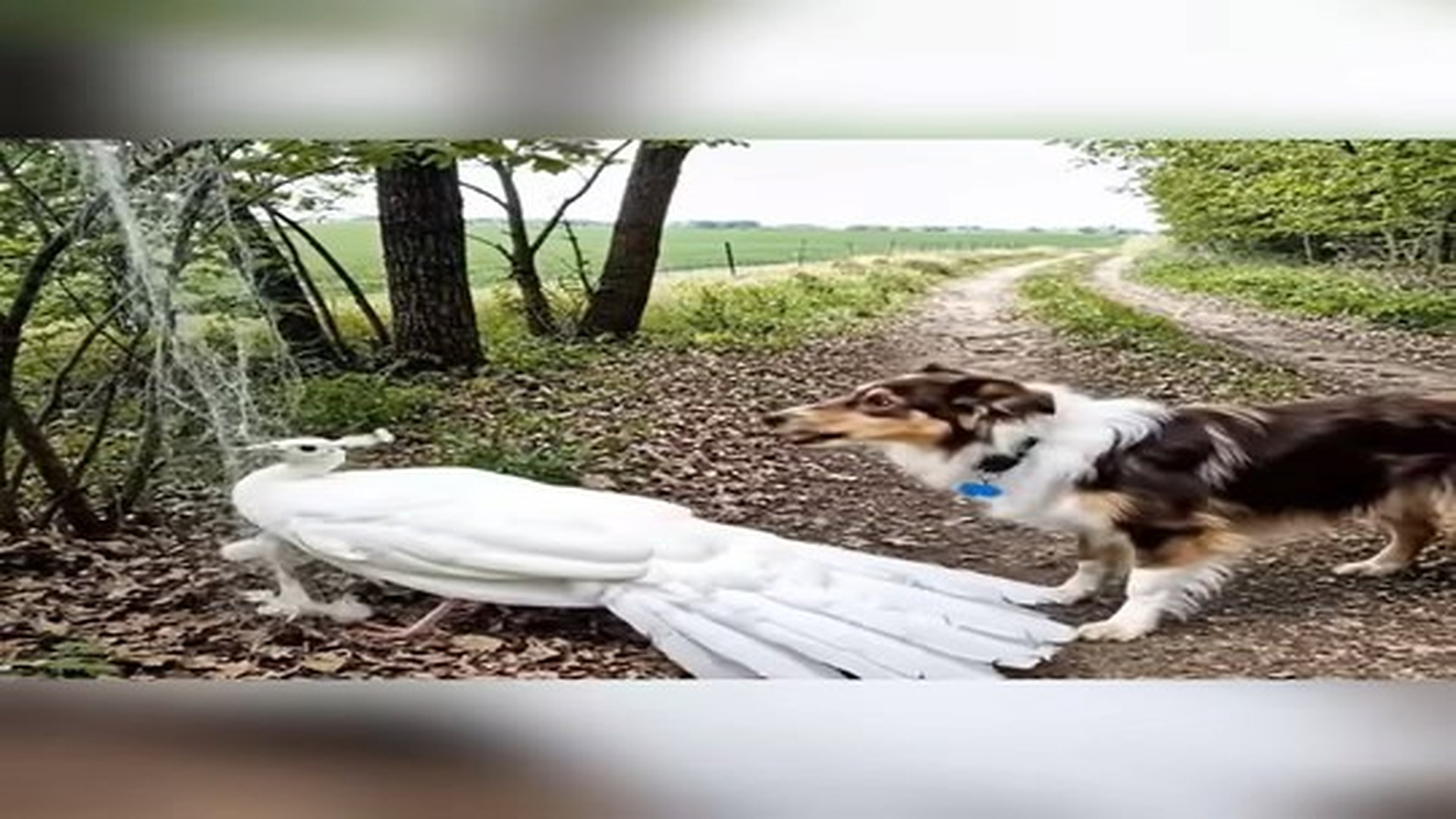 Full Video : N1706054_Smart Dog Discovers Trapped Peacock A Life Saving Rescue! #Animalres.mp4 | Tiệm Tạp Hóa Cảm Xúc
