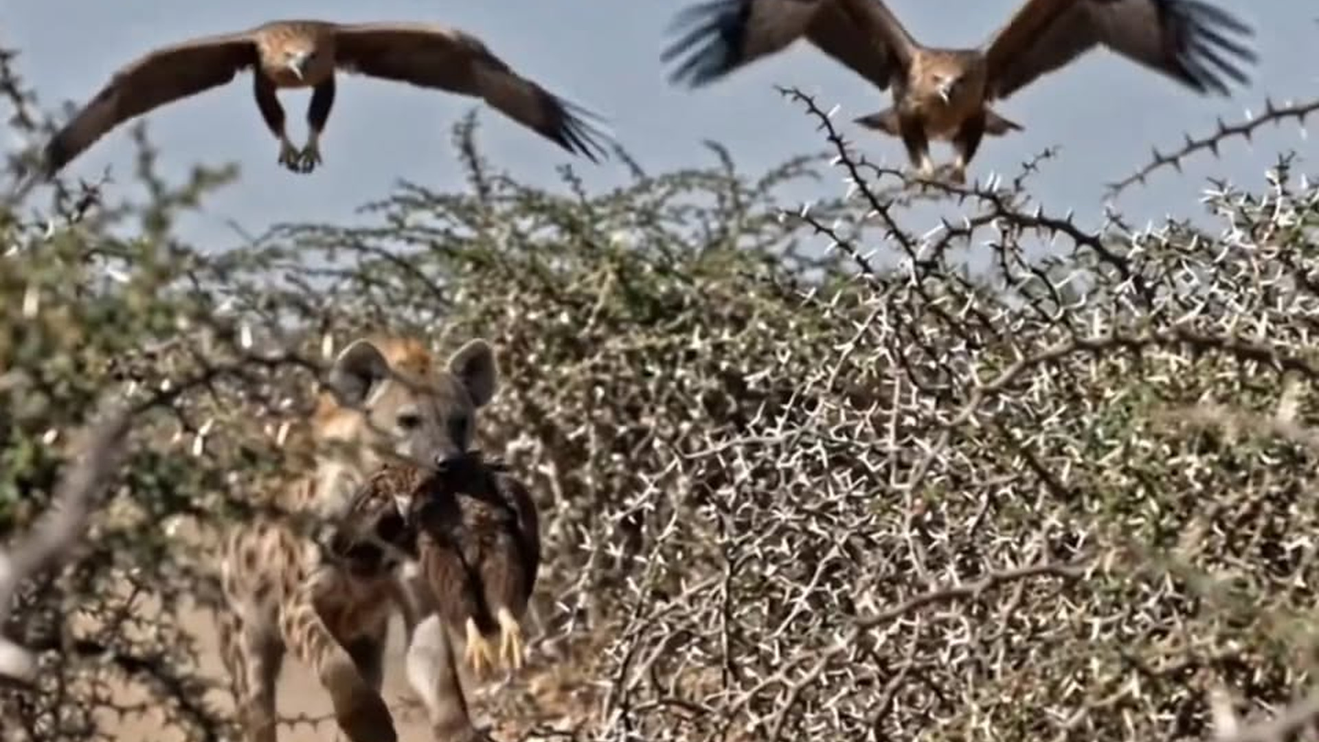 Full Video : N2406049_Hyena steals eagle cub; eagle mother chases for revenge!.mp4 | Comedy Film Station
