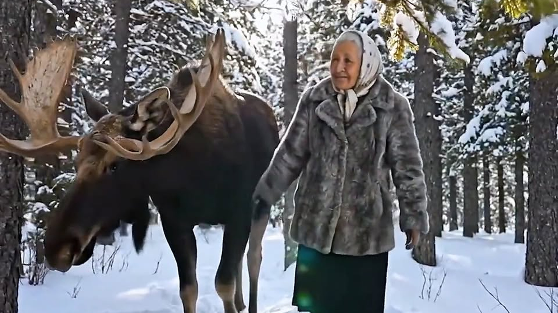 Full Video : N1906044_Rescuing a moose in below-zero degrees—so heartwarming!.mp4 | Comedy Film Station