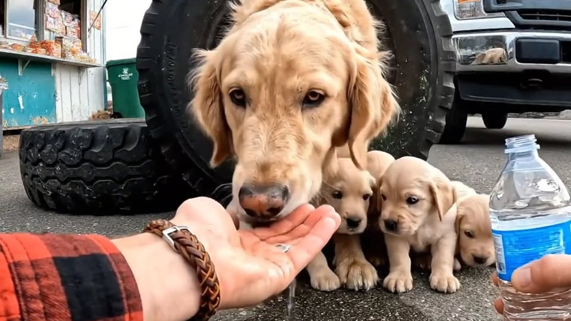 Full Video : N1906045_Golden retriever trapped inside a tire—so pitiful..mp4 | Comedy Film Station