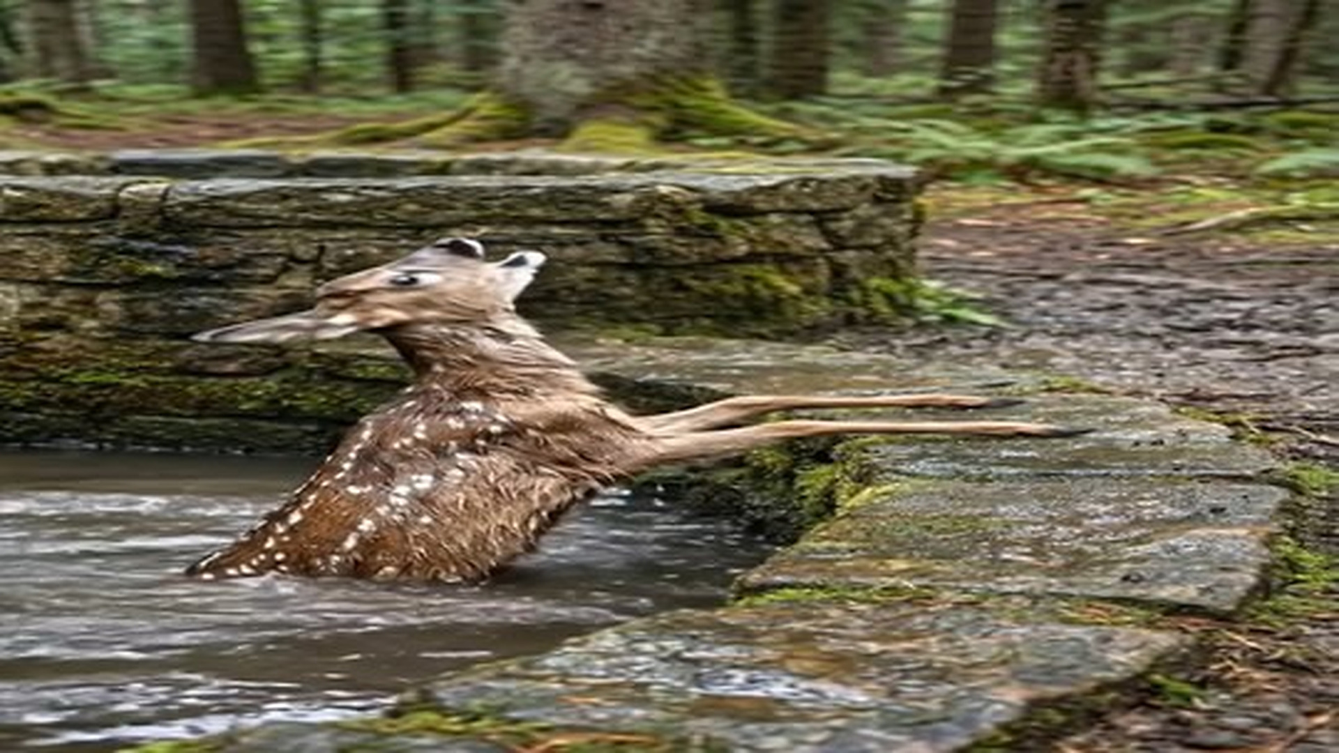 Full Video : 18 reactions | N2406050_Ture Speaks Language Of Gratitude. #Naturelovers #Wildlifeph | Tiệm Tạp Hóa Cảm Xúc