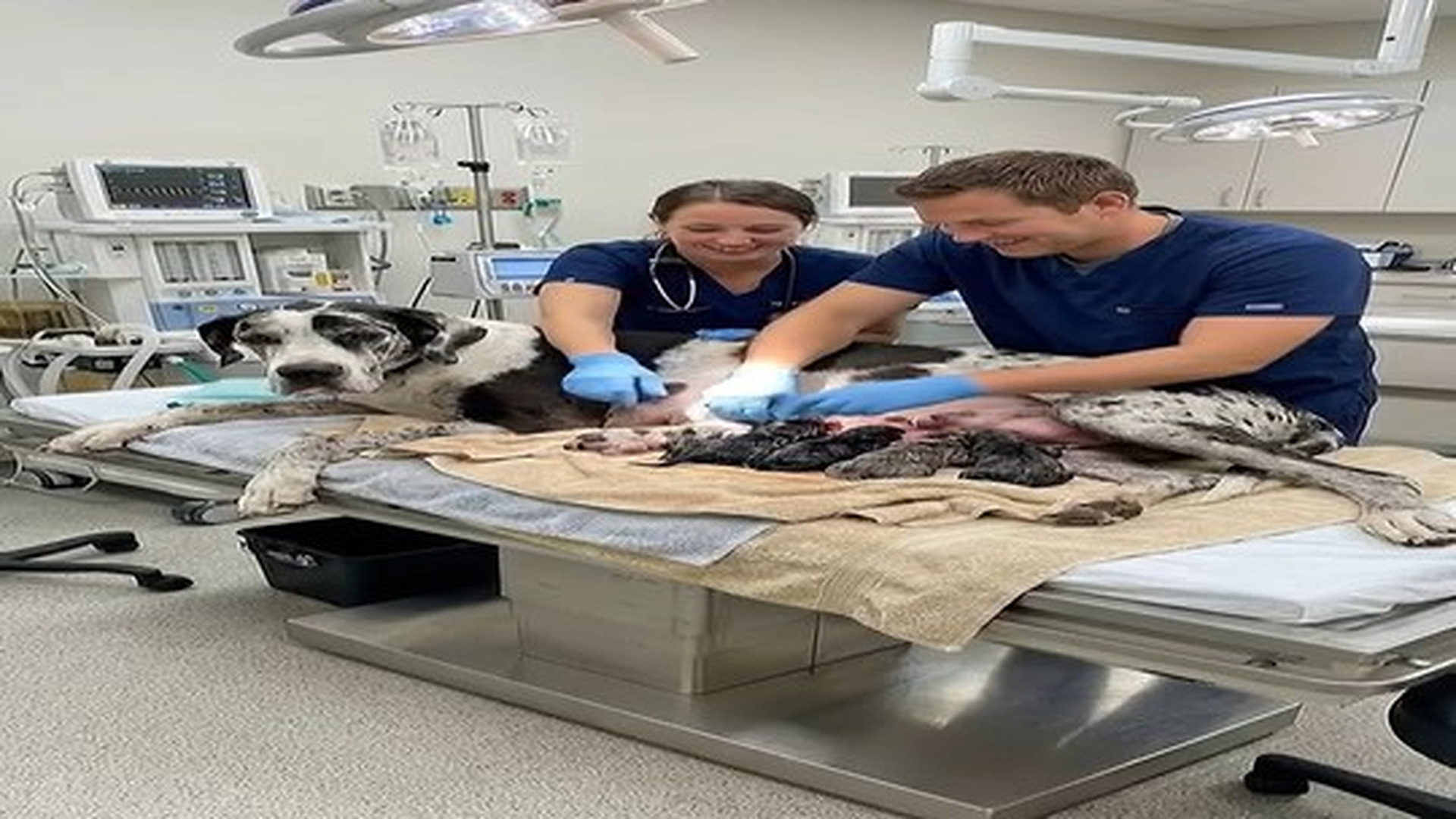 Full Video : 46 reactions · 5 comments | N2406054_Still Waiting Someone To Care Animal Life | Tiệm Tạp Hóa Cảm Xúc