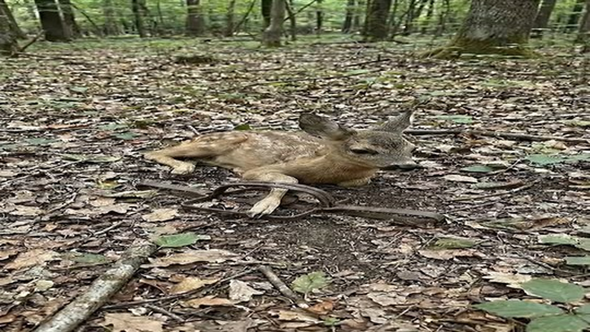 Full Video : N2406047_Emotional Forest Story You Need To See #Deerrescue #Animalrescue | Tiệm Tạp Hóa Cảm Xúc