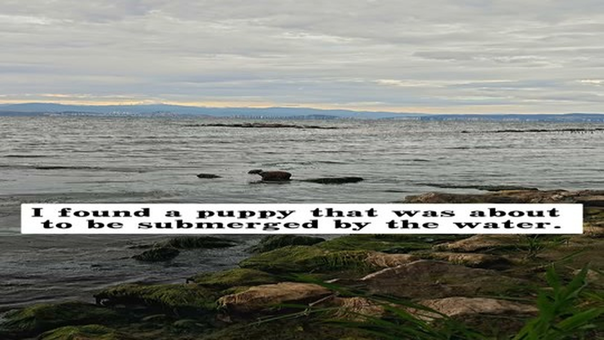 Full Video : N2506058_I found a puppy that was about to be submerged by the water, and then…#rescue #animals #puppy.mp4 | Tiệm Tạp Hóa Cảm Xúc