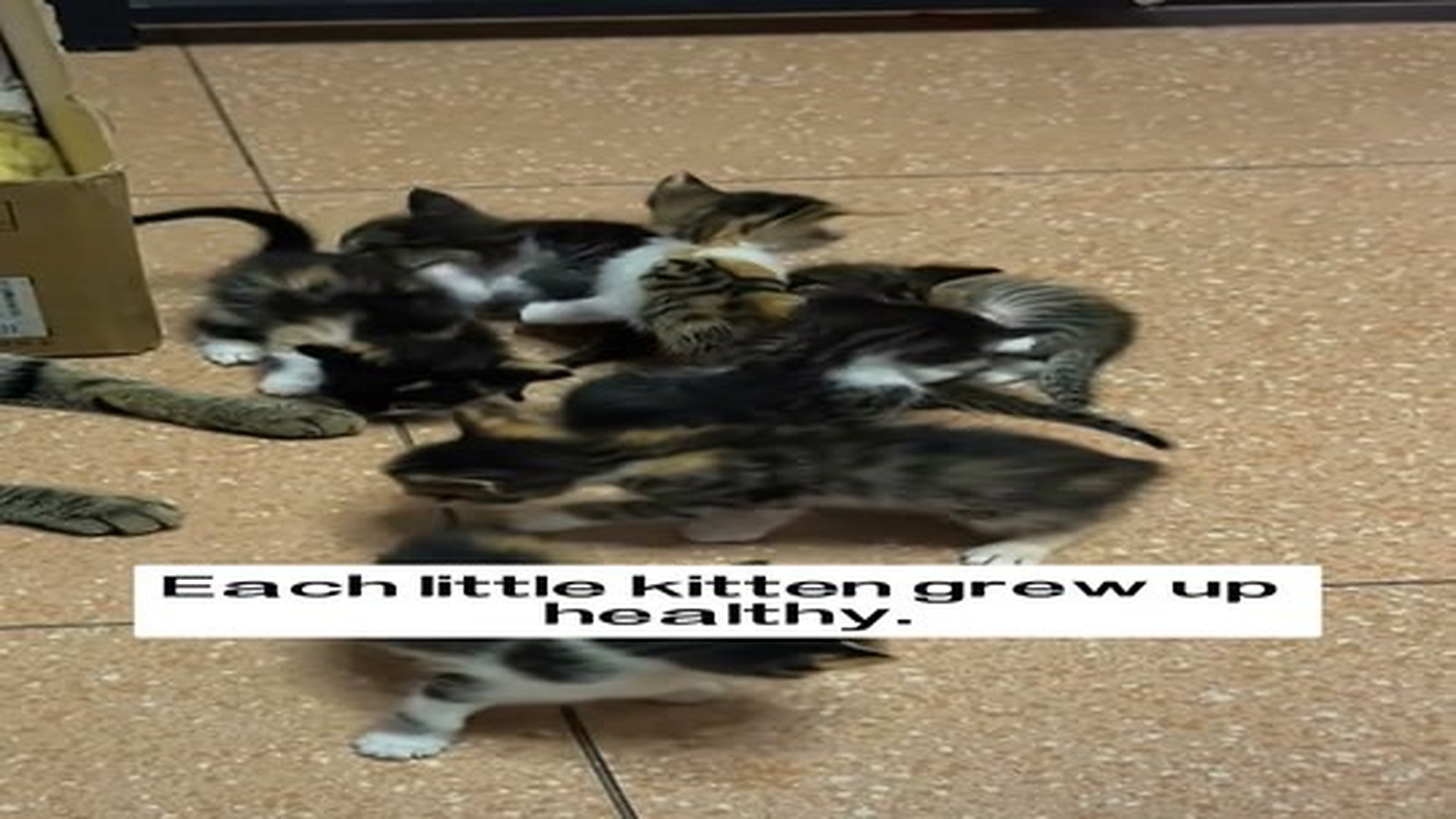 Full Video : N2506060_I spotted a dying mother cat, with the kittens lying motionless beside her, and then…#rescue #animal.mp4 | Tiệm Tạp Hóa Cảm Xúc