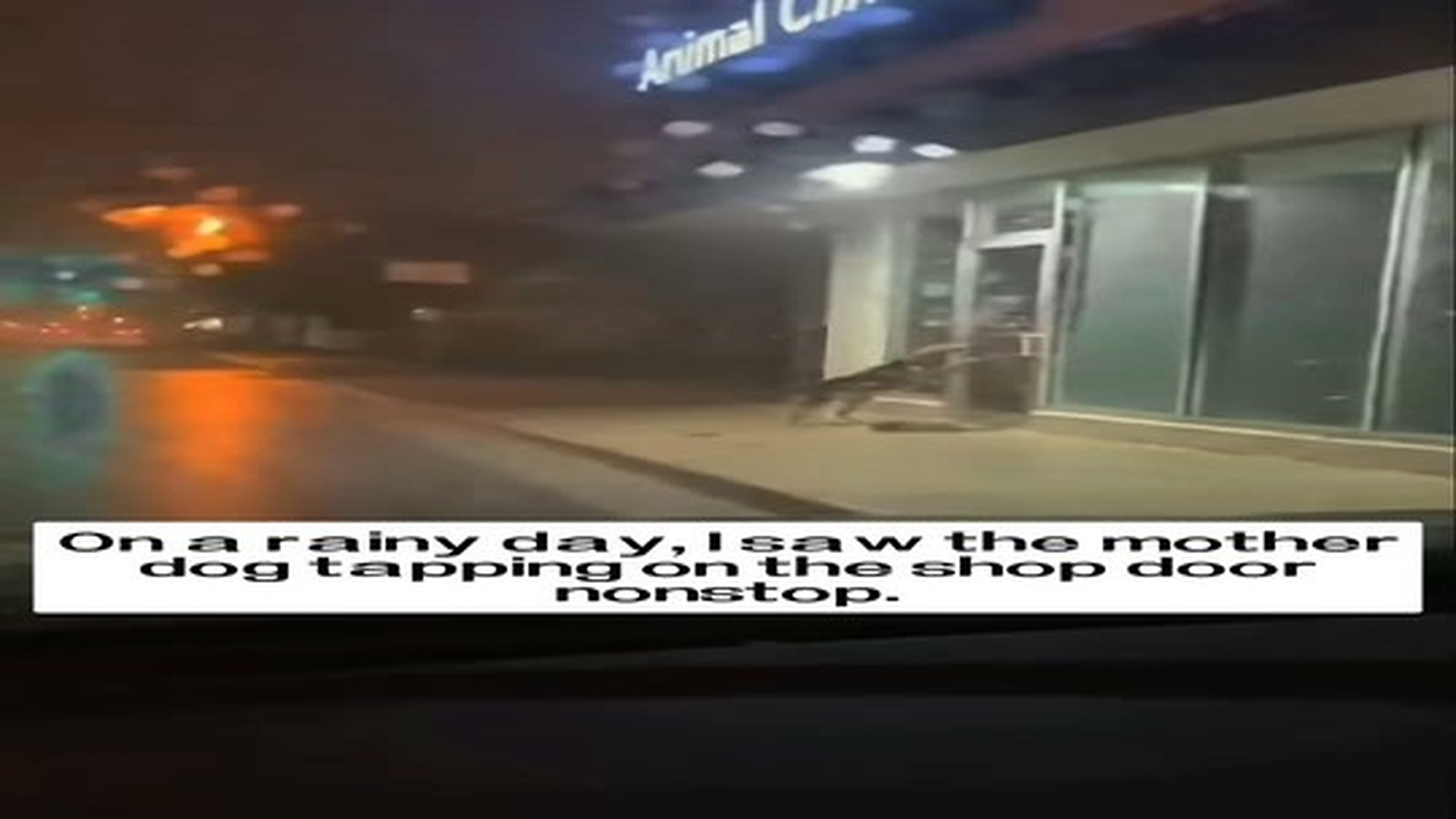 Full Video : N2506059_On a rainy day, I saw the mother dog tapping on the shop door nonstop, and then…#rescue #animals #do.mp4 | Tiệm Tạp Hóa Cảm Xúc