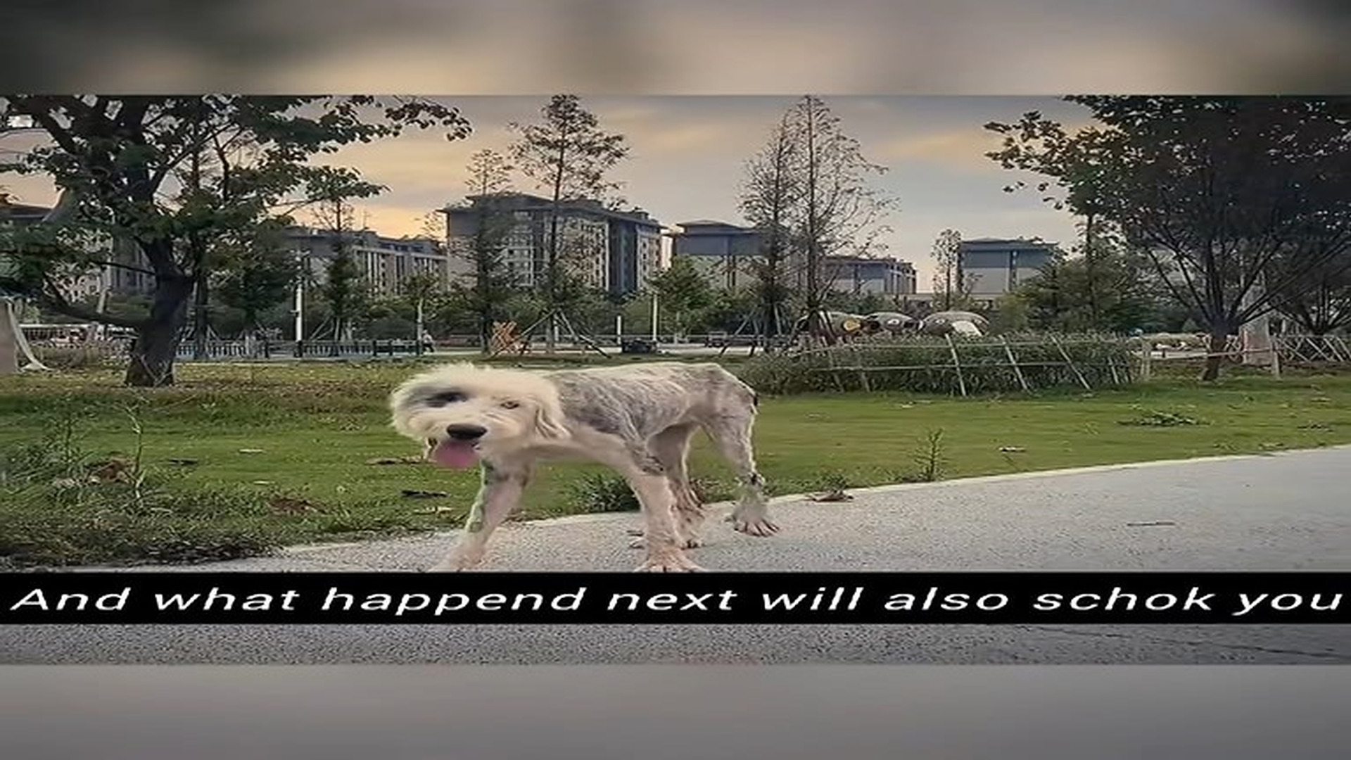 Full Video : N2406055_The owner went for vacation and left him tied with tree for what purpose I dont know,for weeks he wa.mp4 | Comedy Film Station