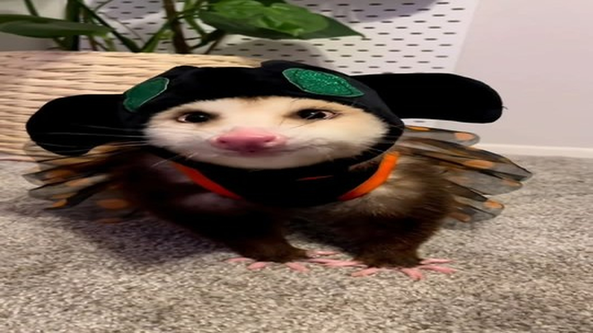 Full Video : N2406063_I found this baby opossum while cleaning the house and decided to keep it #animal #animalsoftiktok #.mp4 | Comedy Film Station