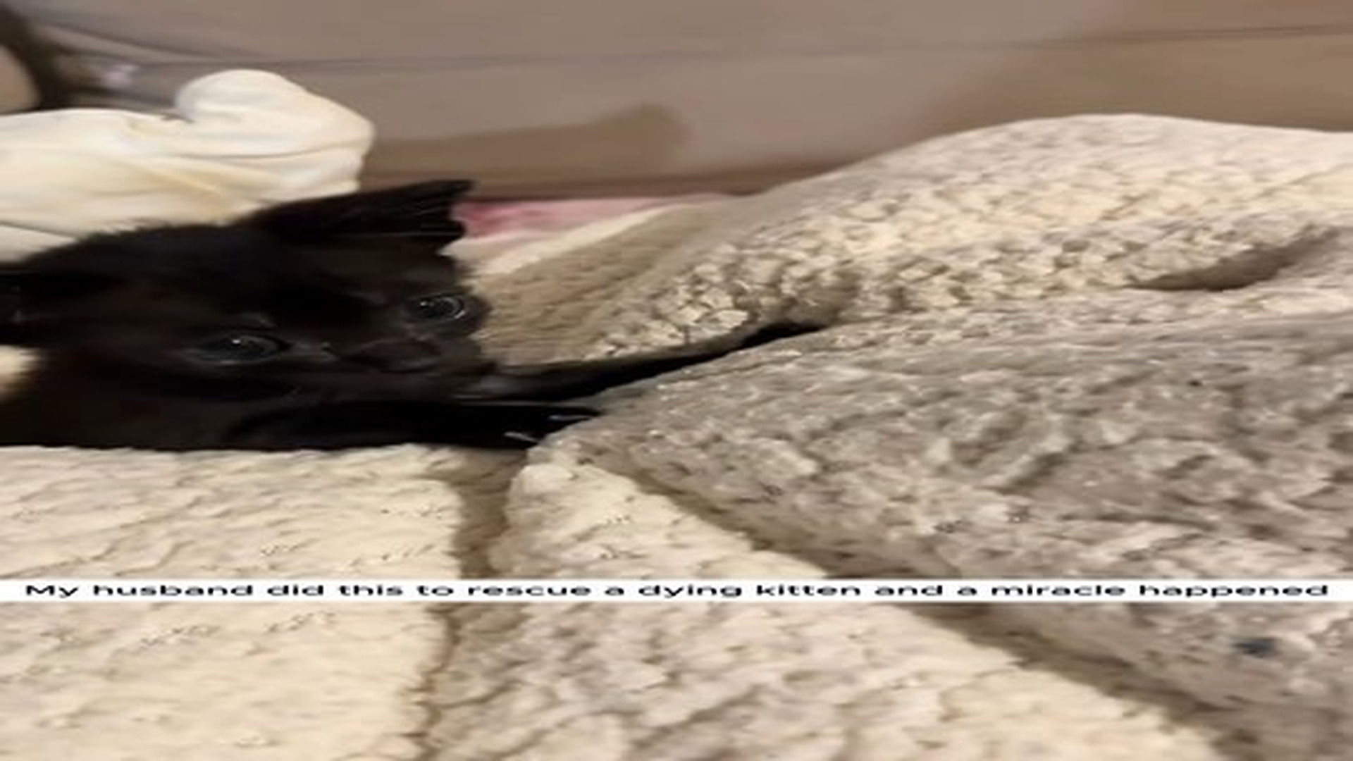 Full Video : N2406073_My husband did this to rescue a dying kitten and a miracle happened #animal #animalsoftiktok #animal.mp4 | Comedy Film Station
