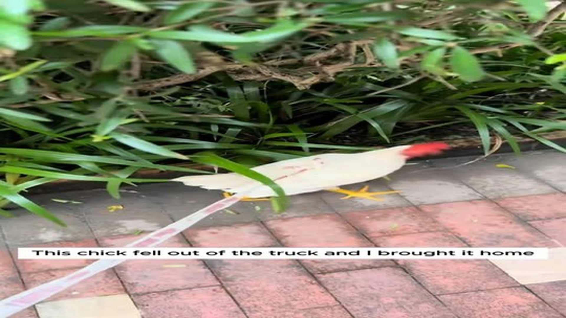 Full Video : N2406068_This chick fell out of the truck and I brought it home #animal #animalsoftiktok #animallover #rescue.mp4 | Comedy Film Station
