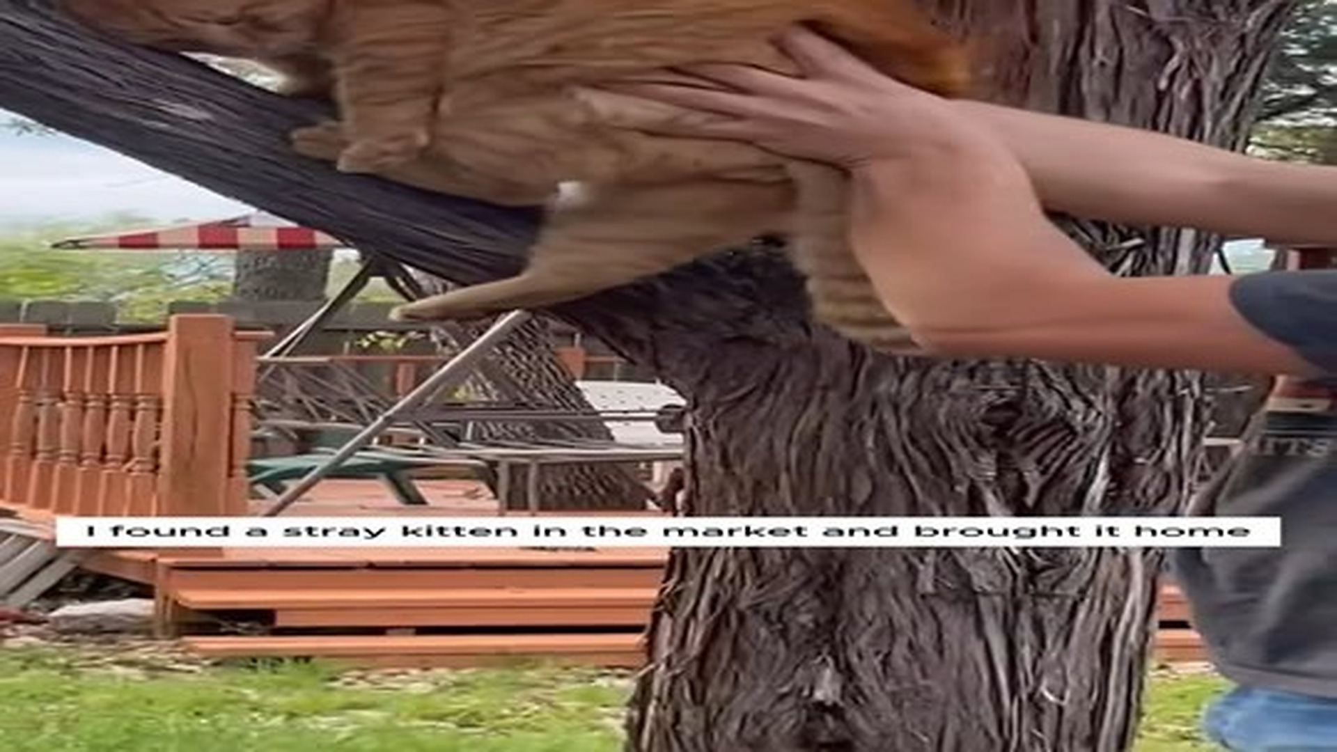 Full Video : N2406067_I found a stray kitten in the market and brought it home #animal #animalsoftiktok #animallover #resc.mp4 | Comedy Film Station