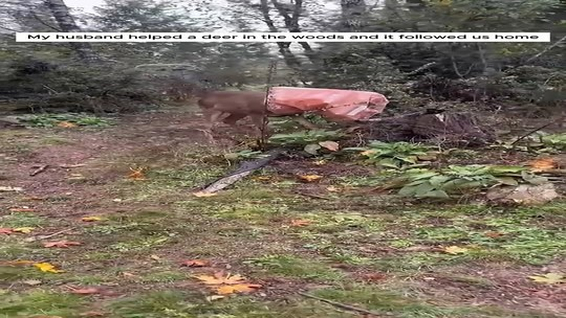 Full Video : N2406071_My husband helped a deer in the wood and it followed us home #animal #animalsoftiktok #animallover #.mp4 | Comedy Film Station