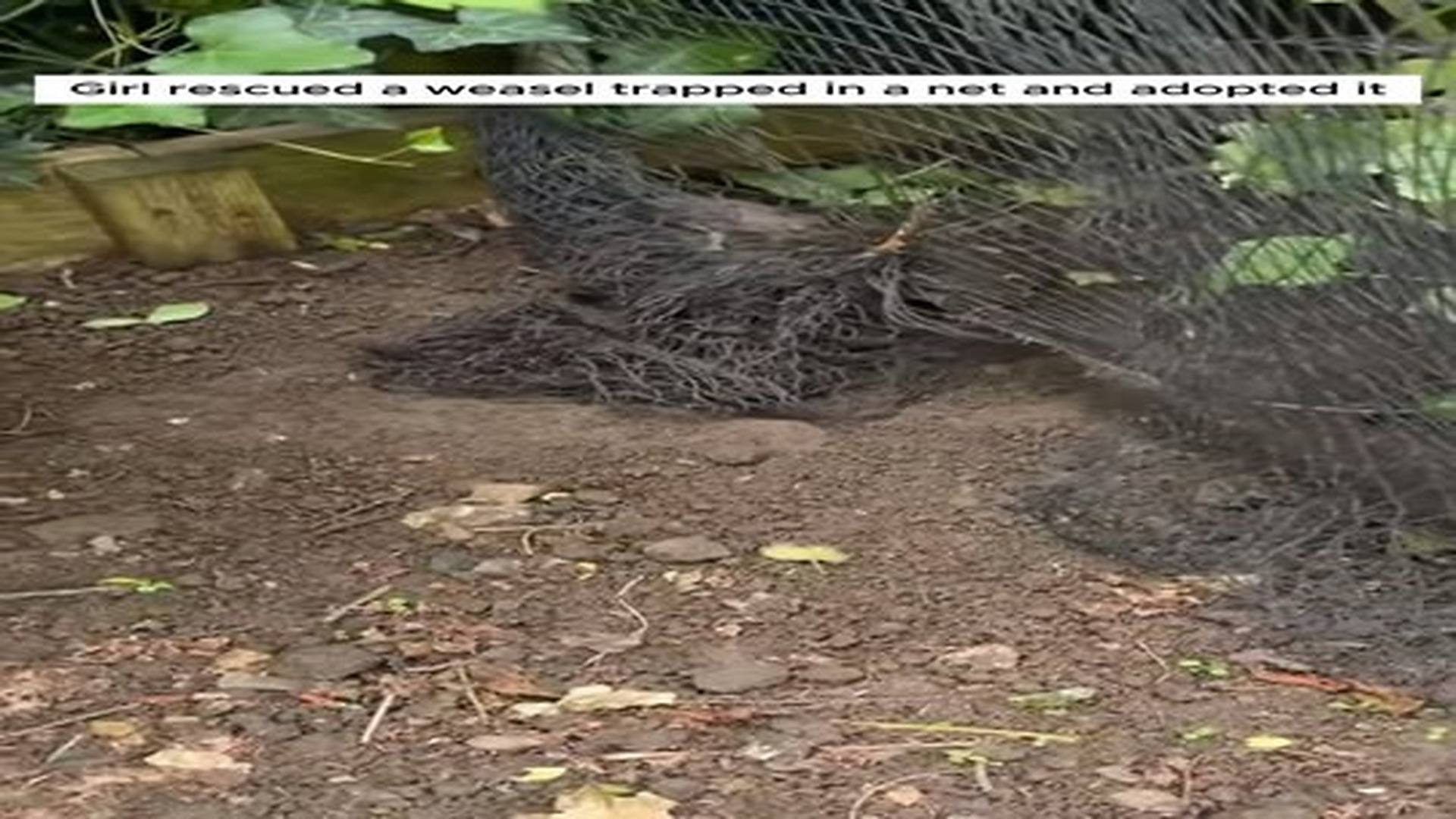 Full Video : N2406065_Girl rescued a weasel trapped in a net and adopted it #animal #animalsoftiktok #animallover #rescuea.mp4 | Comedy Film Station