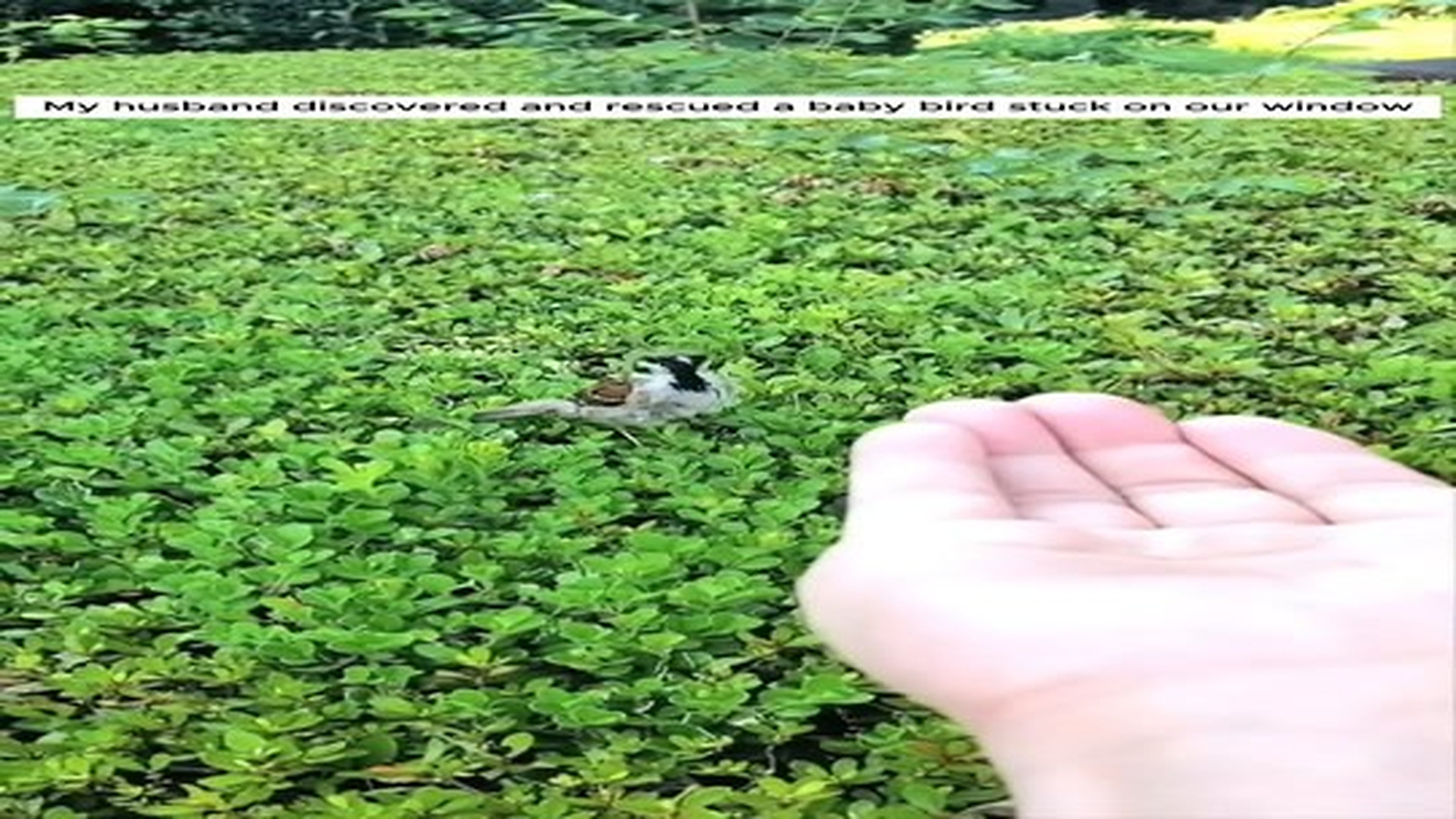 Full Video : N2406070_My husband discovered and rescued a baby bird stuck on our window #animal #animalsoftiktok #animallo.mp4 | Comedy Film Station