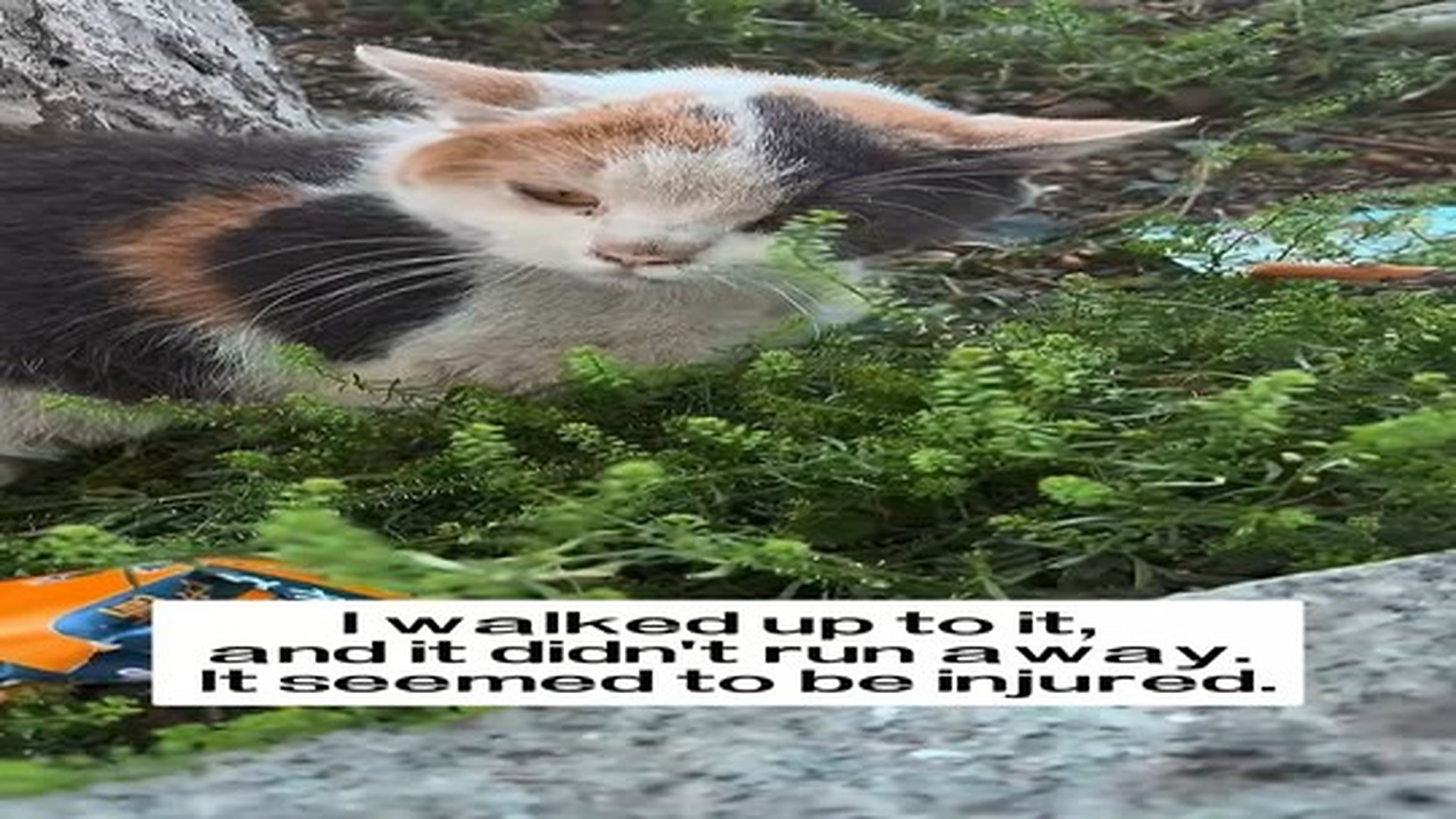 Full Video : N2506072_I found an abandoned cat by the roadside, and then…#rescue #animals #cat.mp4 | Tiệm Tạp Hóa Cảm Xúc