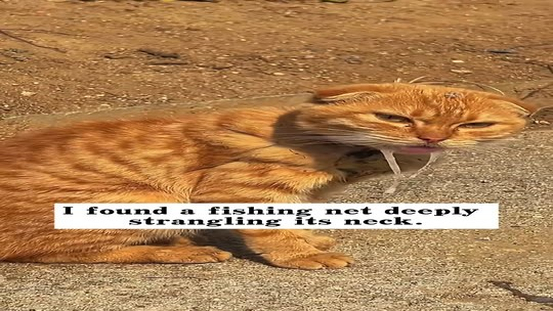 Full Video : N2506069_I saved a stray cat whose neck had been tangled in a fishing net, and then...#rescue #animals #cat.mp4 | Tiệm Tạp Hóa Cảm Xúc