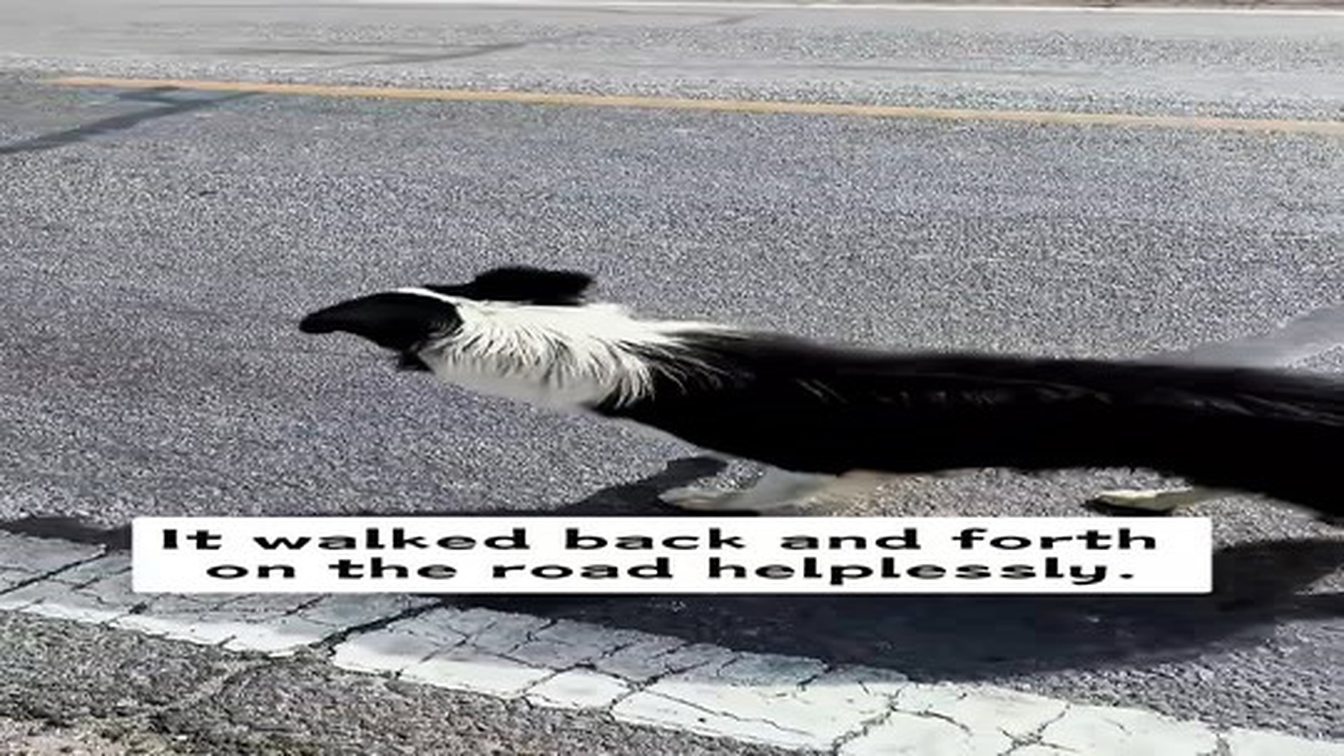 Full Video : N2506070_I saw a dog being thrown out of the car by its owner, and then…#rescue #animals #dog.mp4 | Tiệm Tạp Hóa Cảm Xúc