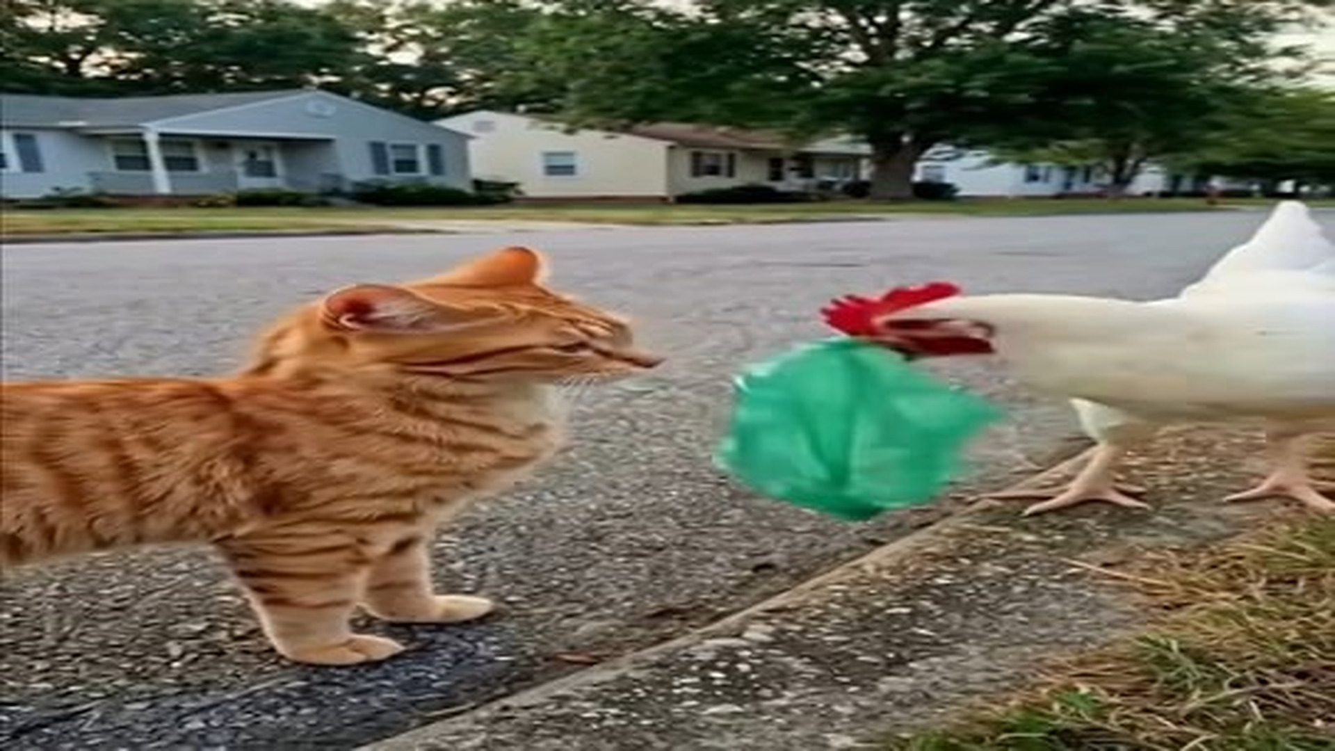 Full Video : N3006065_O One Expected A Chicken #Animalrescue #Kindnessmatters.mp4 | Comedy Film Station